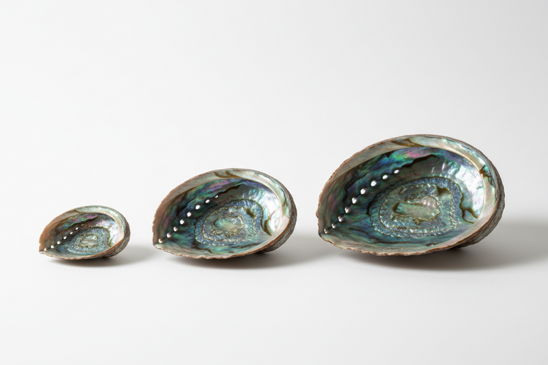 Abalone Shell