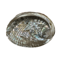 Abalone Shell Medium