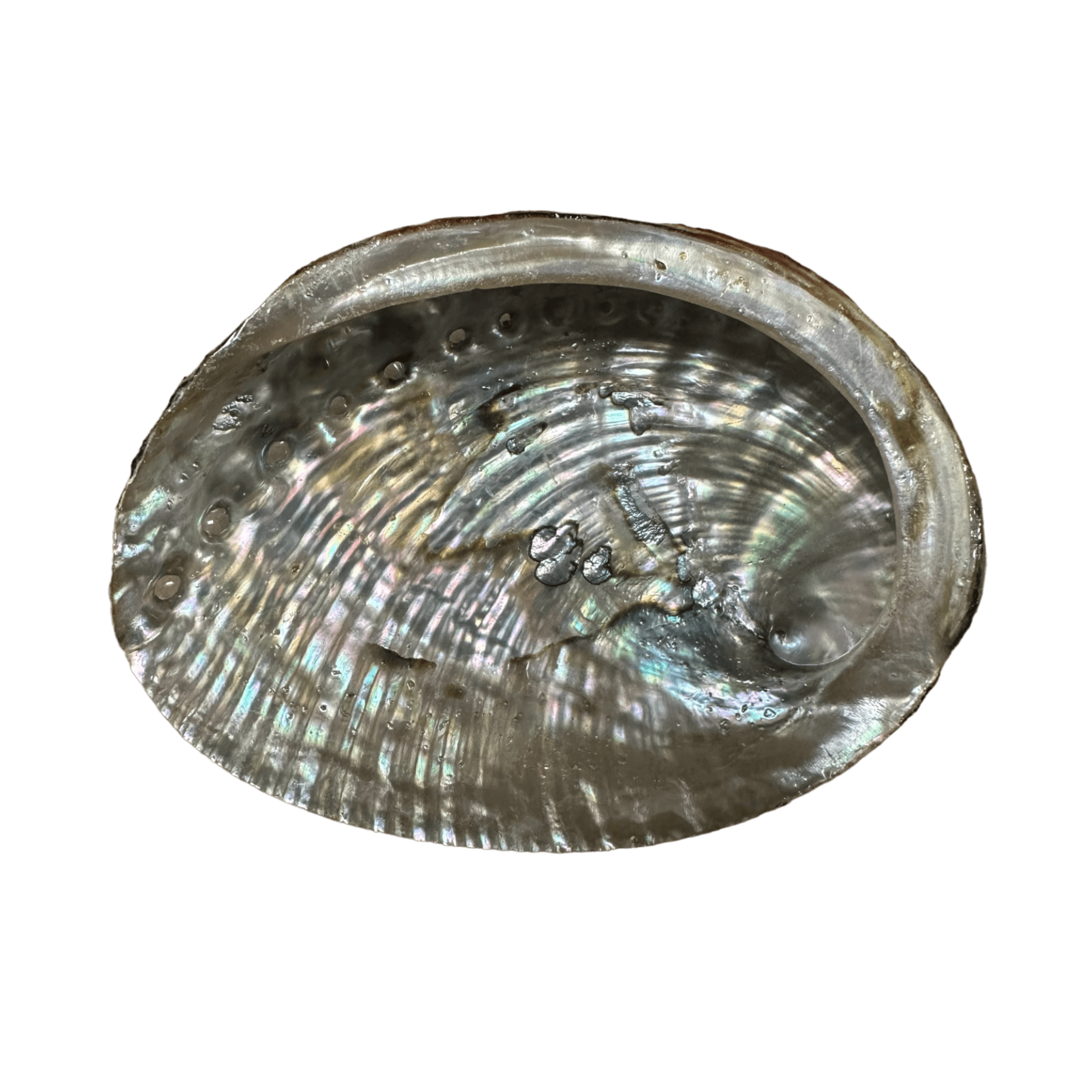 Abalone Shell Medium
