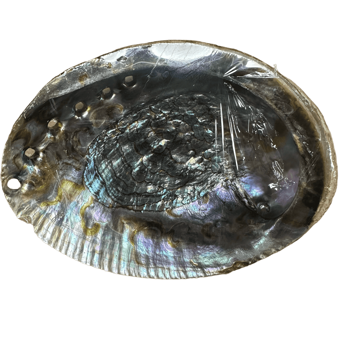 Albone Shells Abalone Shell – TajMahal Imports Inc