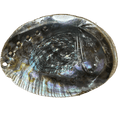 Abalone Shell Large