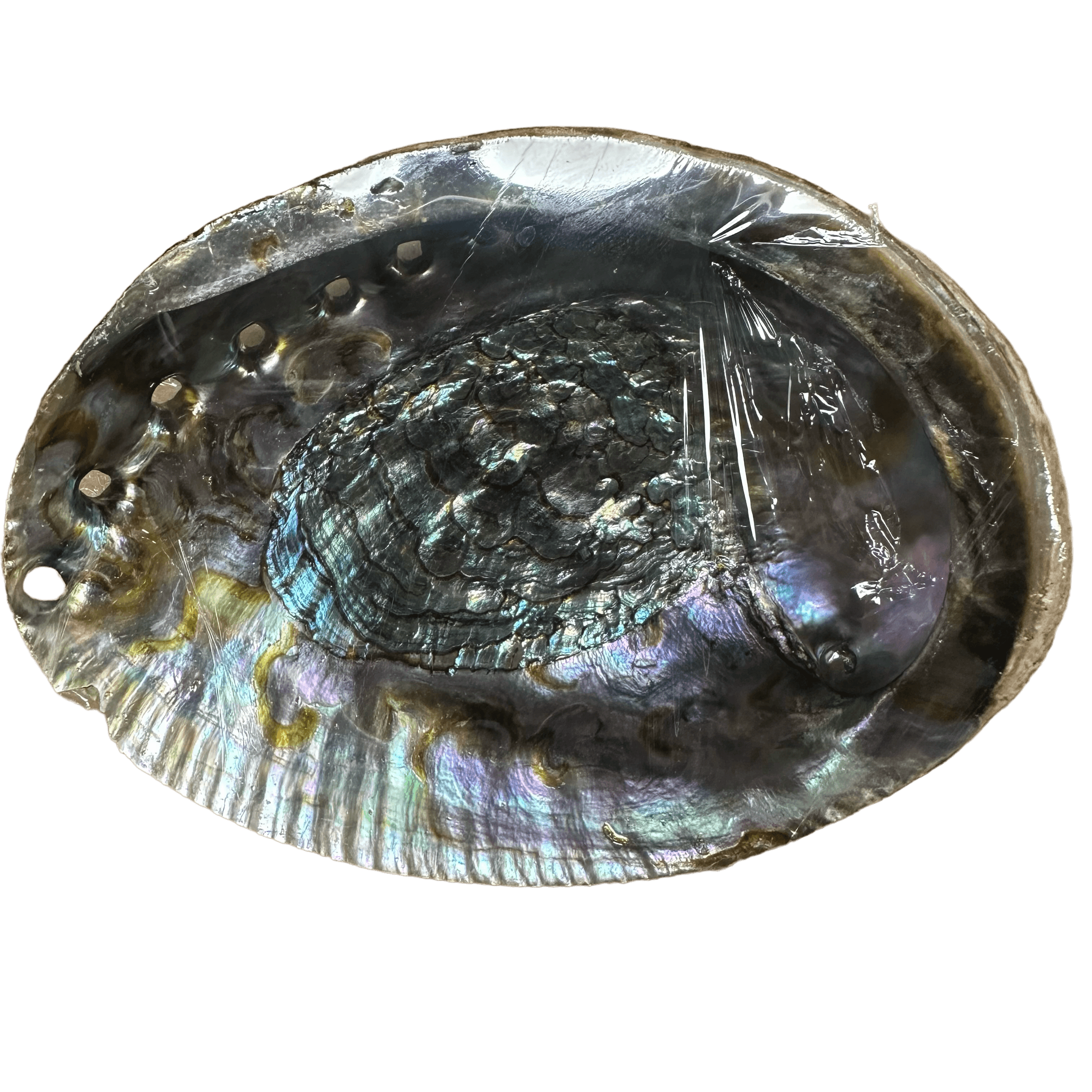 Abalone Shell Large