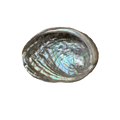 Abalone Shell Small