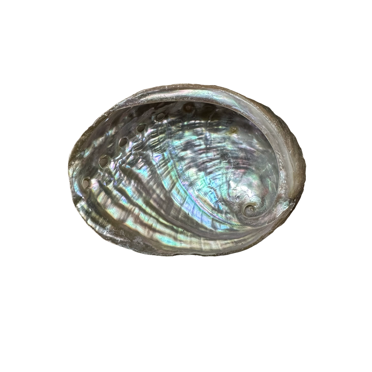 Abalone Shell Small – TajMahal Imports Inc