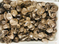 Smoky Quartz -(3 Pieces Tumble Stone)